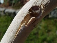 abgeplatztes Holz ist nicht tragisch